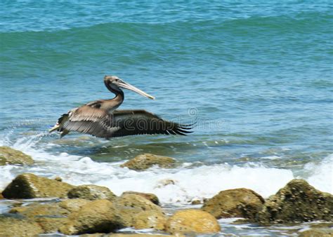 A Pelican On Takeoff Stock Image Image Of Pelecanus Feet 5593767