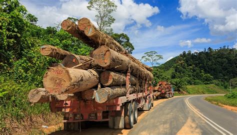Internet and social media in malaysia: Malaysia to track nationwide illegal logging remotely ...