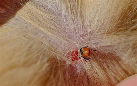 What Happens If A Tick Bites A Dog