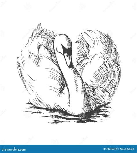 Hand Sketch Floating Swans Stock Vector Illustration Of Feathery