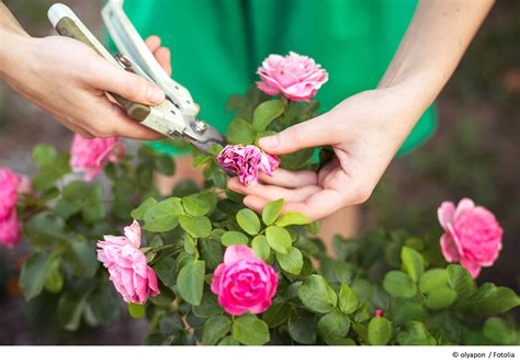 Rosenpflege Im Herbst Tipps Für Hobbygärtner
