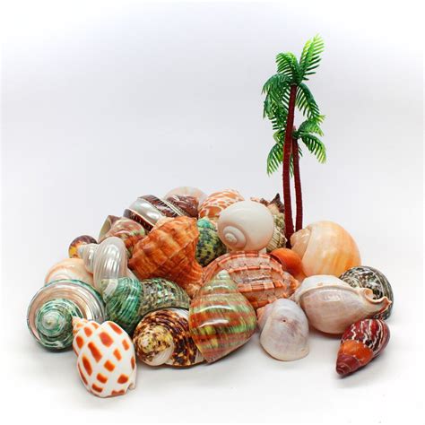 Natural Large Assorted Hermit Crab Shells 13 Case Etsy