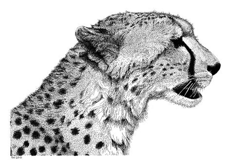 Cheetah Drawing By Scott Woyak Fine Art America