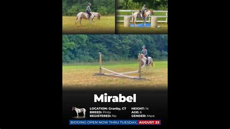 ENDED 𝐓𝐡𝐞 𝐒𝐭𝐫𝐚𝐢𝐧 𝐅𝐚𝐦𝐢𝐥𝐲 𝐇𝐎𝐑𝐒𝐄 𝐅𝐀𝐑𝐌'𝐬 "𝒞𝒶𝓂𝓅 Horse Sale" hosted by