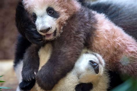 Frances First Panda Cub Makes Public Debut