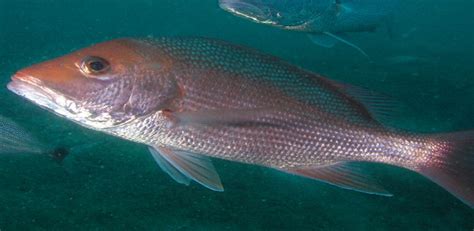 Ciguatera Fish Poisoning Predicted To Increase With Rising
