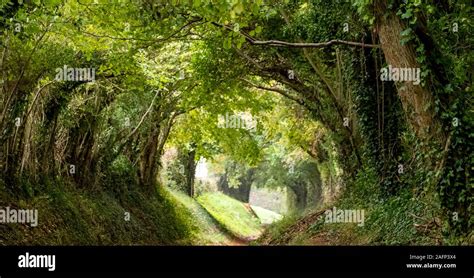 Halnaker Tree Tunnel West Sussex Uk Photographed In Autumn With