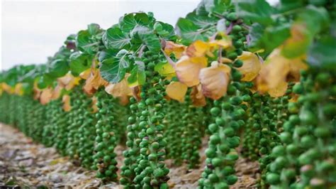 How To Grow Brussel Sprouts From Seed At Home A Complete Step By Step