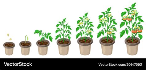 22 Tomato Plant Growth Stages KacenKamvita