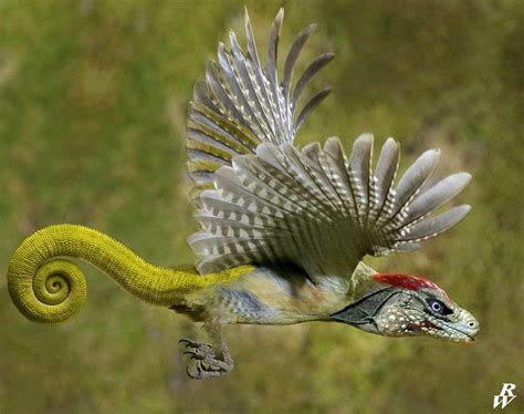 Flying Dragon Lizards Летучий дракон или летающая ящерица лат Draco