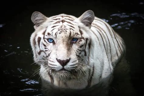 White Tiger Diet