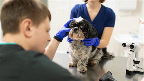 Dog Cataract Surgery Breaking Down The Costs Goodrx