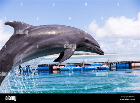 Dolphin Jump Out Of Water Stock Photo Alamy