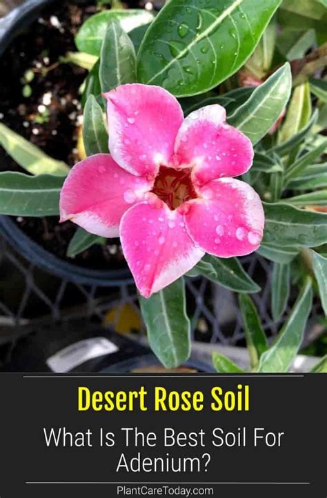 Desert Rose Soil What Kind Of Potting Mix Is Best Desert Rose Plant Rose Plant Care Desert