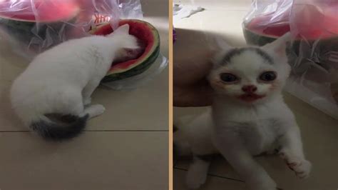 Cute Cat Eating Watermelon Youtube