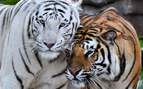 As Bio Endangered Animals Bengal Tiger On Emaze