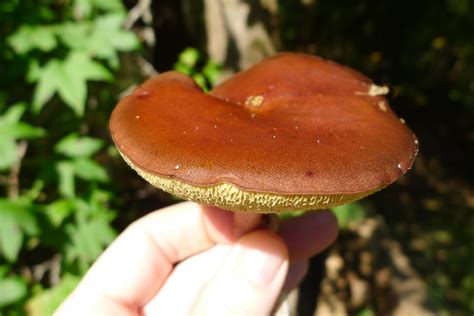 Types Of Psychedelic Mushrooms And When They Grow Wsmbmp