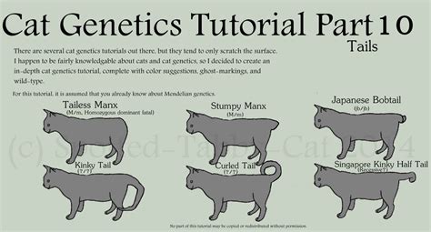 Cat Genetics Tutorial Part 4 White By Spotted Tabby Cat On Deviantart