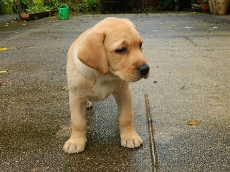 Welcome to white gold puppies! Golden Labrador, The Golden and Labrador Retriever Mix