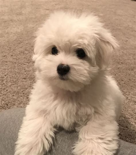 Coton De Tulear Breeders Coton De Tulear Puppies Cute Dogs Dog