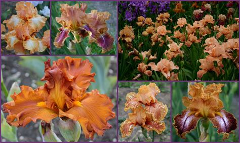 Kilt lilt (gibson, 70) m. World of Irises: "Talking Irises" MUMFORD TALL BEARDED ...