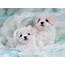 Latest Wallpapers Cute White Puppies