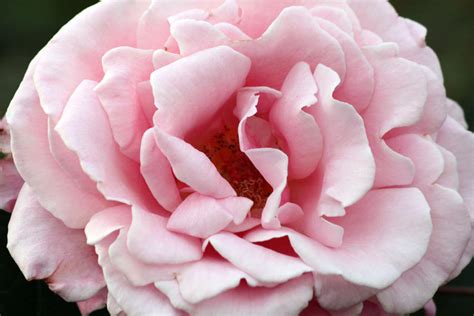 Pink Rose Full Bloom By Casper1830 On Deviantart