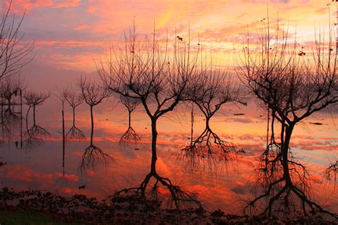 Nature Landscape Trees Branch Sunset Water
