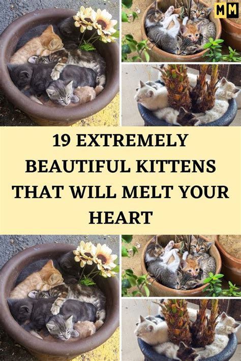 19 Extremely Beautiful Kittens That Will Melt Your Heart In 2022