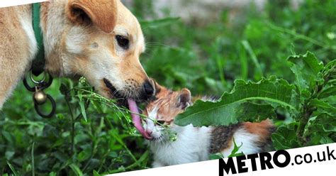 Can Cats And Dogs Eat Peanut Butter Metro News
