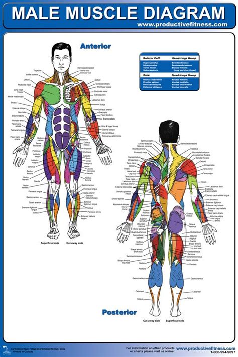 This is a table of skeletal muscles of the human anatomy. $21.95 - Ever wonder what all the names of the muscles in ...