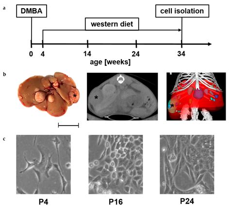 IJMS | Free Full-Text | A Newly Established Murine Cell Line as a Model