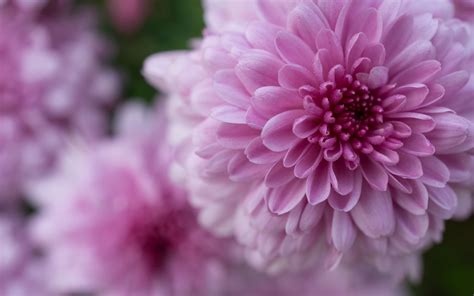 Download Wallpaper 3840x2400 Dahlia Flower Petals Drops Pink 4k