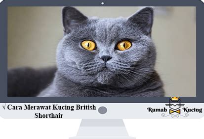 The british shorthair is the pedigreed version of the traditional british domestic cat, with a distinctively stocky body, dense coat, and broad face. 7 Cara Merawat Kucing British Shorthair 100% Berhasil