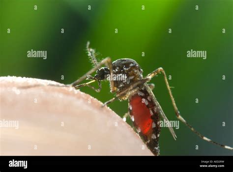 Female Asian Tiger Mosquito Aedes Albopictus Spain Blood Feeding On