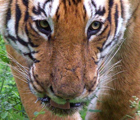 Scarface The Tiger Prince Of Bandipur National Park