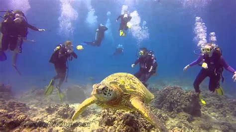 Scuba Diving Waikiki With Oahu Diving Youtube