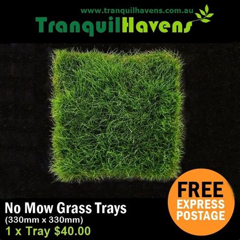 Pin By Tranquil Havens On Korean No Mow Grass No Mow Grass Mowing Grass