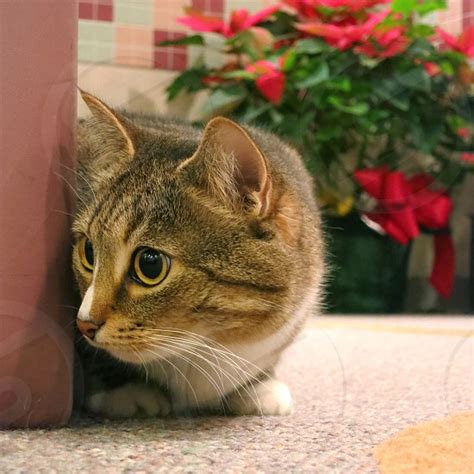 Cat Peeking Around Corner By Julene R Dutton Photo Stock Studionow