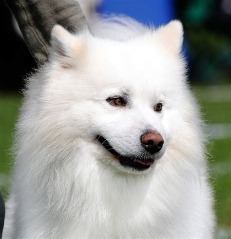 Lovely American Eskimo Dog Photo And Wallpaper Beautiful Lovely