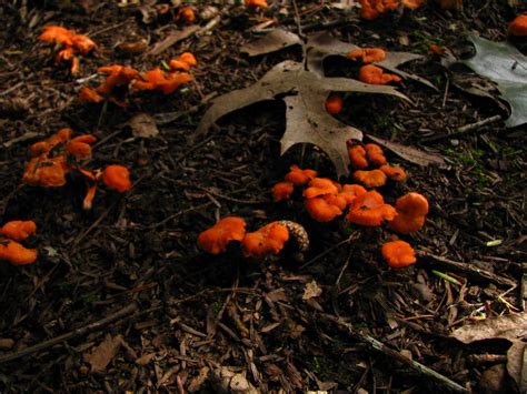 Mushrooms Bright Orange Mushrooms Growing In The Deep Shad Flickr
