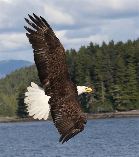 Alaska The American Bald Eagle