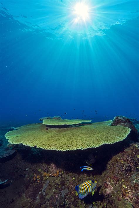 Coral Reefs Of Papua New Guinea Smithsonian Photo Contest Smithsonian Magazine