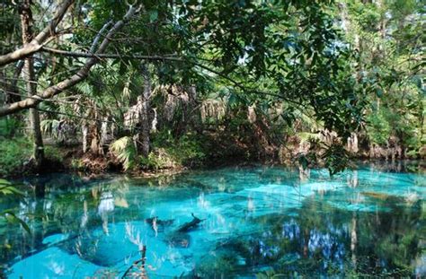 Fern Hammock Springs Ocala National Forest Places To Go Camping World