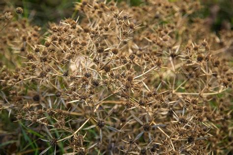 Sharp, prickly thistle is certainly one of the most annoying lawn weeds to get rid of, especially once it's reached full maturity. Knospen von Unkraut mit stacheligen ... | Stock Bild ...