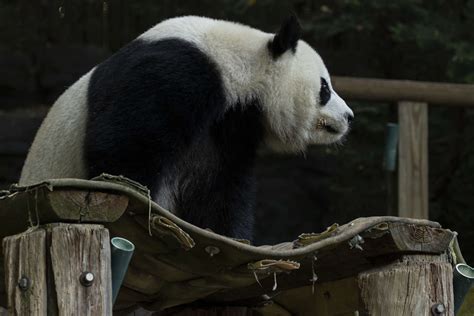 Panda Updates Monday November 23 Zoo Atlanta