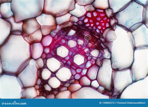 Plant Vascular Tissue Under Microscope View Stock Image Image Of