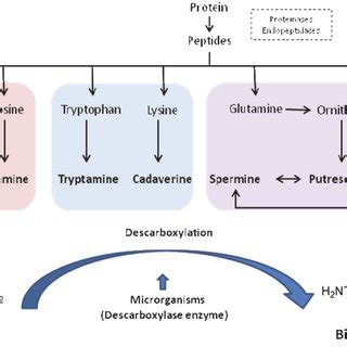 Concentration of biogenic amines in fermented food products is affected by several factors in the. -Biogenic amine formation and descarboxylation process in biogenic... | Download Scientific Diagram