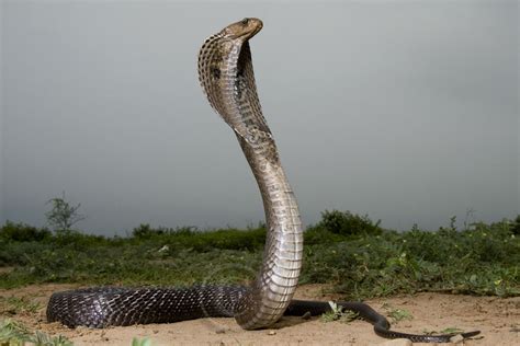 Cobra Snake Wild Life Adventures