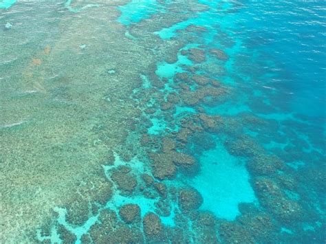 La Gran Barrera de Coral perdió más de la mitad de sus corales desde